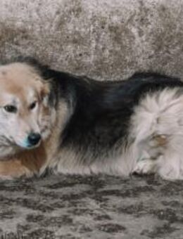 Magst du Inga ein Zuhause schenken? - München