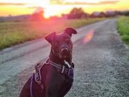 Tierbetreuung mit Herz! Tages- und Urlaubsbetreuung für Hunde - Uhingen
