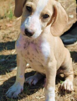 Milo 5 Monate Mischling sucht Familie - Kassel