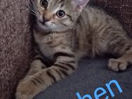 Unser letztes zuckersüßes kitten sucht noch ein Liebevolles zu Hause♥️♥️ - Berlin Marzahn-Hellersdorf