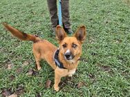 Bella sucht liebevolles Zuhause - Berlin