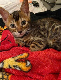 Bengal Katerkitten - Braunschweig