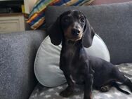 🐶❤️ KLEIN JIMMY SUCHT EIN ZUHAUSE ❤️🐾 - Stuttgart