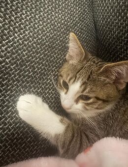 Europäische hauskatze - München Hadern