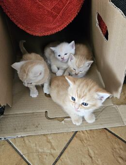Katzen Babys Kittis in Liebe volle Hände abzugeben gegen eine Schutzgebühr - Mönchengladbach