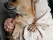 9 Monate altes chihuahua sucht ein neues Zuhause - Schönewalde Zentrum