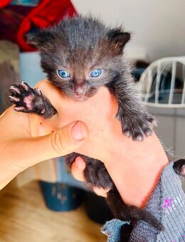 Kater Kätzchen kitten männlich schwarz - Barkhagen