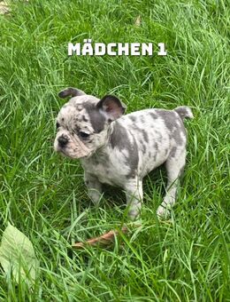 Französische Bulldogge Welpen - Schiffweiler
