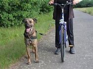 Hunde am Fahrrad führen - Tannheim