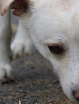 Siriu - zutraulich u. aufgeweckt - Lohra