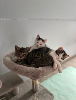 4 süße Katzenbabys suchen ein liebevolles Zuhause - Nossen