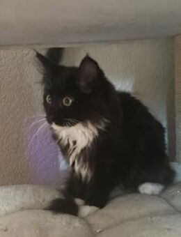 Maine Coon Kitten sucht neues liebevolles Zuhause - Göppingen