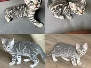 Bengal kitten silber Mädchen Kater Blue 13 Wochen mit Stammbaum - Dortmund