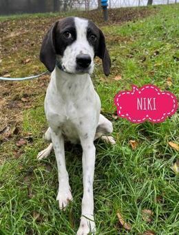 Niki leidet sehr in Tierheim - Flörsheim-Dalsheim