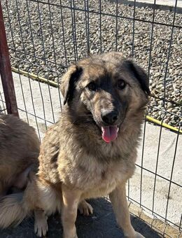 AUREL sucht liebevolles Zuhause - Neuberg