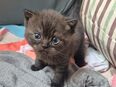 3 BKH Kitten in 66539