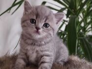 Wunderschöne BKH Kitten - Vreden