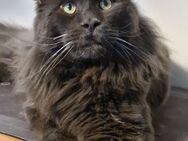 XXL Reinrassige Maine Coon Bärchen - Elsdorf (Nordrhein-Westfalen)