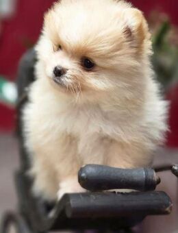 Pomeranian Zwergspitz Welpen. - Düsseldorf