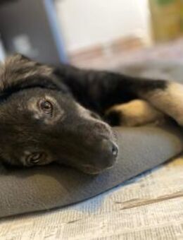 Nio - soll zurück ins Shelter - Dreikirchen