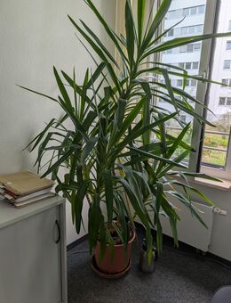Yucca-Palme ca.2 m - Berlin