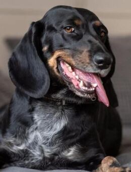 LORA ist ein perfekter Partnerhund - Bad Bevensen