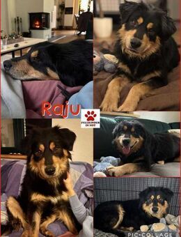 Raju Mischling Rüde Traumhund verschmust - Margetshöchheim