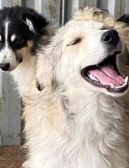 🥰Süße Junghündin Sadie🥰 - Eislingen (Fils)