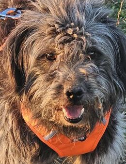 Possierlicher Samy sucht sein Glück! - Mannheim