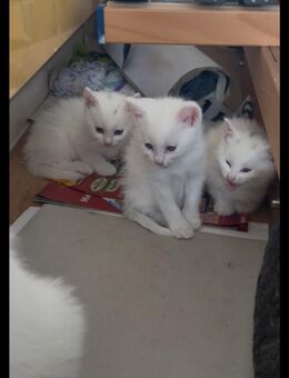 Katzenbabys - Berlin Friedrichshain-Kreuzberg