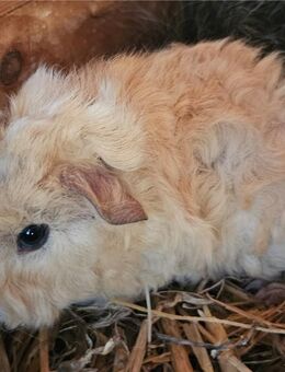 Meerschweinchen Lunkarya Babys - Mosbach