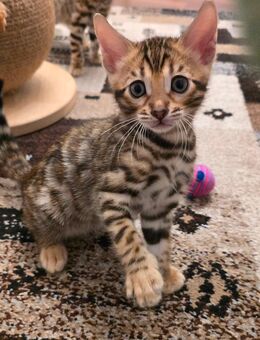 Bengal Kitten / Bengalkitten - Duisburg