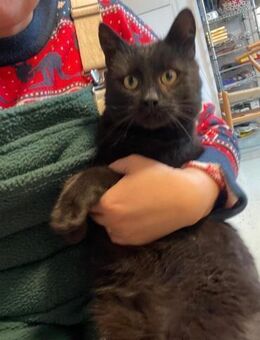 🌟💛Hugo Dein perfekter Kater🌟💛 - Eislingen (Fils)