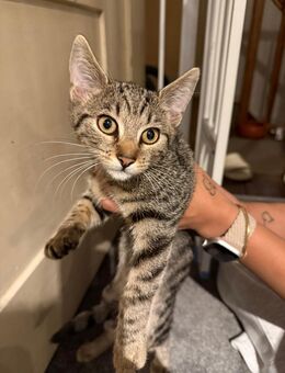 Bengal Mix Kitten - Pfedelbach