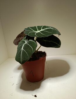 Alocasia Black Velvet - Rietberg
