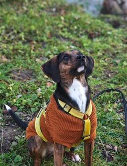 Bim - aktive Knutschkugel - Grevenbroich