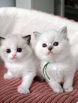 2 Ragdolljungs sind noch zu haben! Mit Stammbaum! - Berlin Marzahn-Hellersdorf