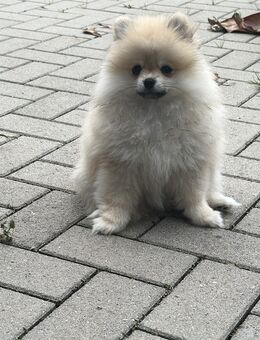 Pomeranian Zwergspitz Hündin - Goch