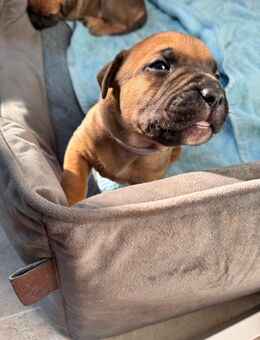 Zauberschnuten - Wetterzeube