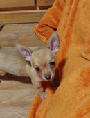 Chihuahua Welpen, reinrassig, kurzhaar , männlich in 06217