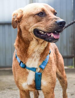 Leonardo braucht Vertrauen - Velbert