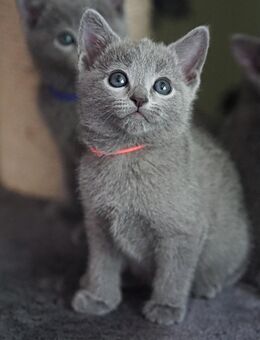 Russisch Blau Kitten - Kirn Zentrum