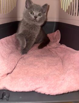 2 BKH kitten abzugeben - Pinneberg
