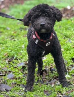 AUFGESCHLOSSENER FIDELER BRIO SUCHT DICH - Mönchengladbach