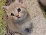 BKH Katze kitten - Kösching