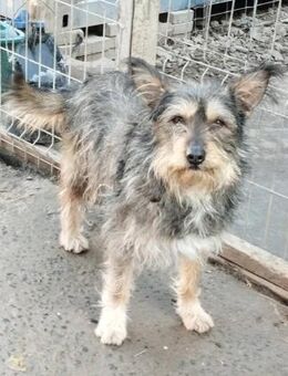 Feline sucht ein Zuhause - Egestorf