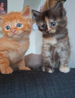 Maine coon mix - Untergruppenbach