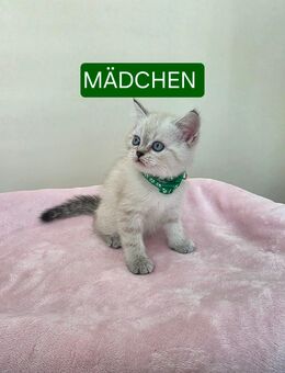 Ab 13.09 Reinrassige Kitten BKH - Nastätten
