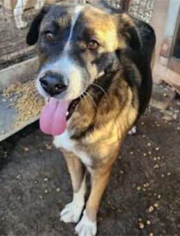 Samuel Pflegestelle oder Zuhause gesuc - Oberwies