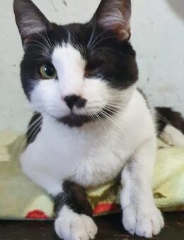 FIGARO - einäugig, sozial - Köln